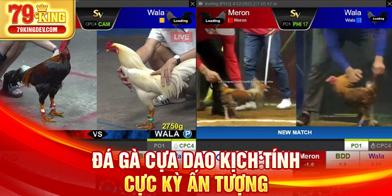 Đá gà cựa dao kịch tính cực kỳ ấn tượng